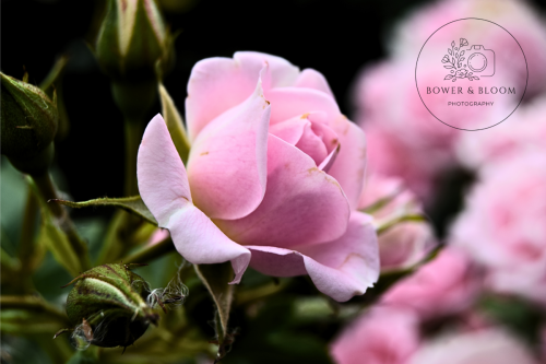 Pink-Rose-watermarked