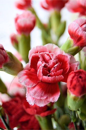 Red-carnation-watermarked